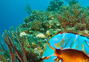 reef