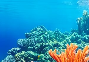 reef