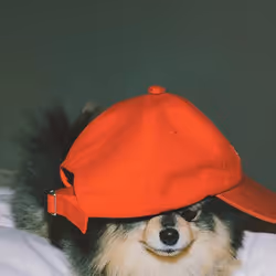 Friend Dog