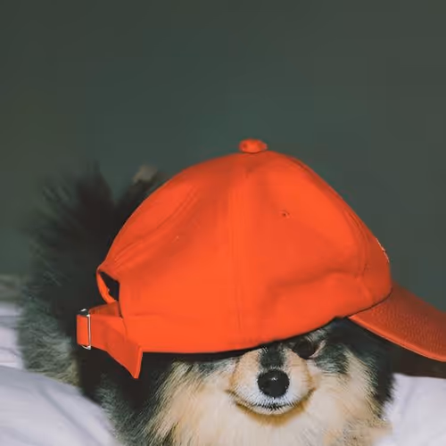 Friend Dog