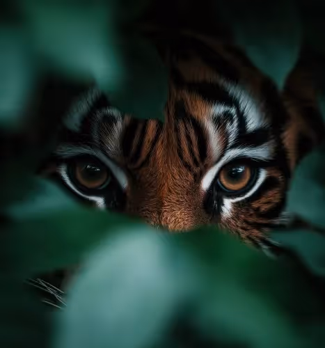 Abstract Tiger