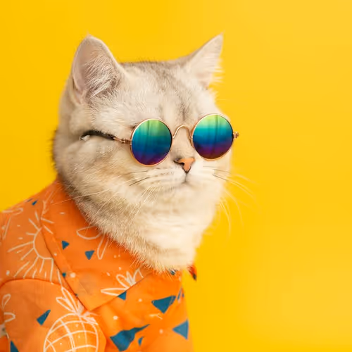 Lucky Cat