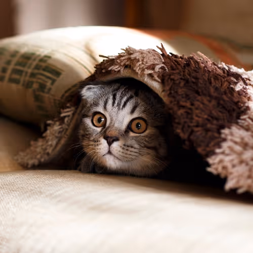 Kitti-Kitti