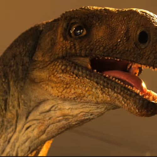 dino proctoresaur