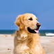 DOGE