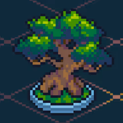 Bonsai Tree