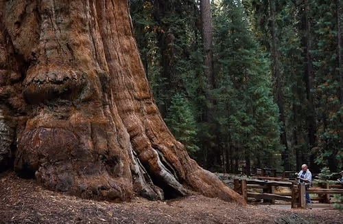 Item #50756546208604187352422205523191792153741803681776527729321804783293445439489 Media