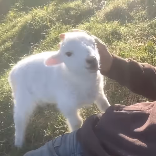 Abstract GOAT