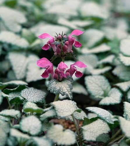 Whispers of the Bloom