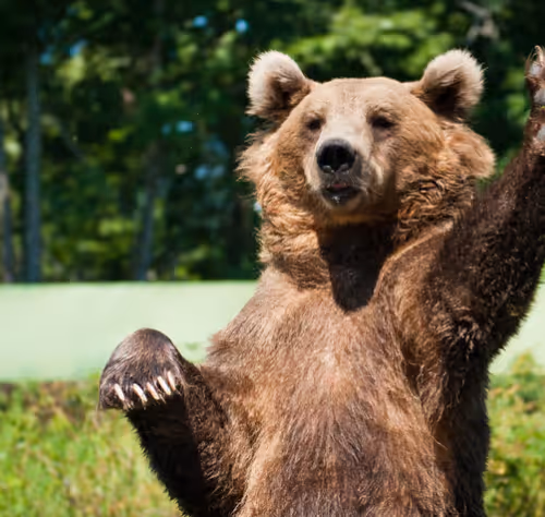 baer