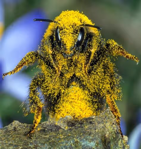 The Bee #1