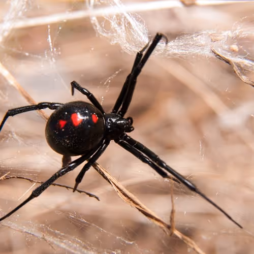 Black Widow