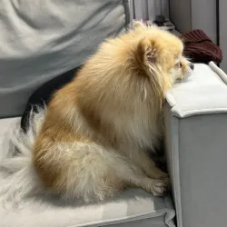 saddog #29