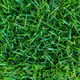 abstract grass