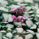 Whispers of the Bloom