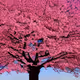 cherryBlossom