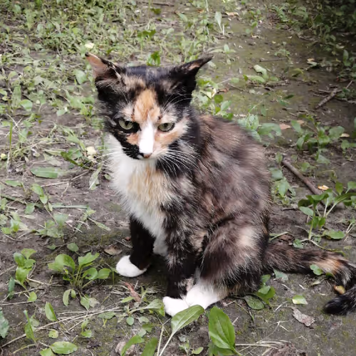 catzen