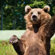 baer