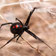 Black Widow