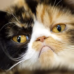 專案媒體佔位符