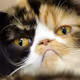 Grumpy Cat