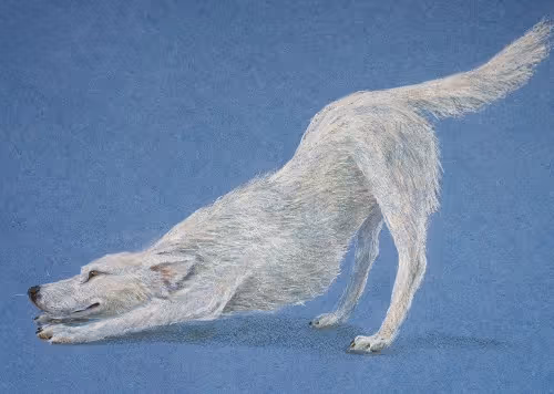 dog