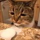 My cat