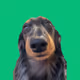 weiner pfp