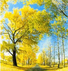 项目媒体占位符