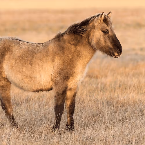 Abs Horse