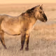 Abs Horse