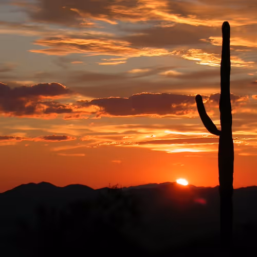 cactusa