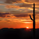 cactusa