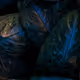 Shadow Rogue 4694