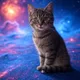 cryptocat