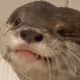 otter