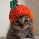 Cat in a Hat