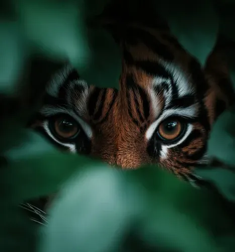 Abstract Tiger