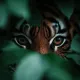 Abstract Tiger