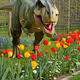 Dinosaur