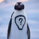 Question Penguins