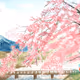 Sakura Spirits Abstract