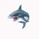 shark