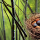 nest