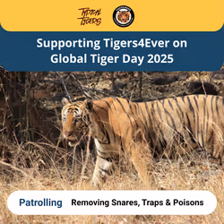 Global Tiger Day 2025 #2