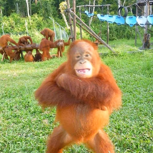 happy ape