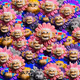 Petal Apes