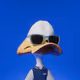 Duck #2764