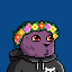 BearFi #779