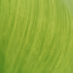 Verdant Veins